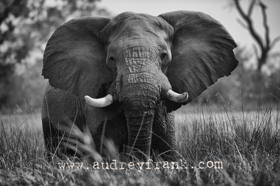 An elephant standing in the grass of the African savanna
