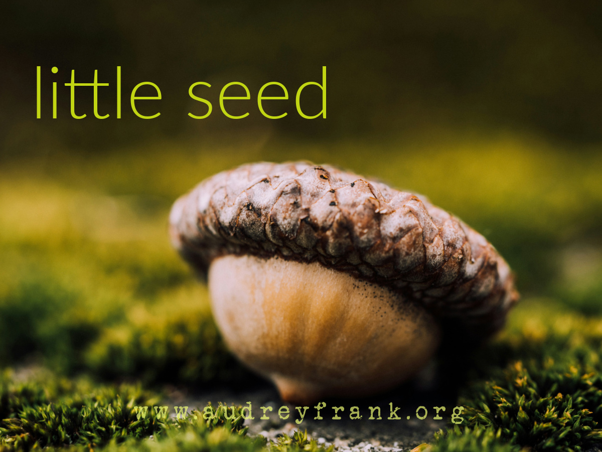  a little acorn with the words, "Little Seed" indicating the subject of the post.