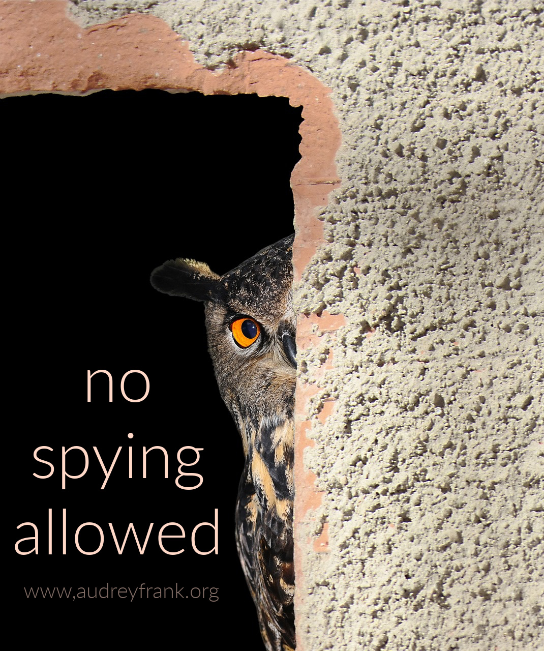 An owl peeking with the words "No Spying Allowed" describing the post.
